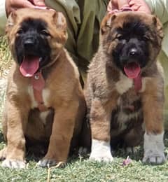 Kurdish kangal dog's age 2 month full security dogs for sale