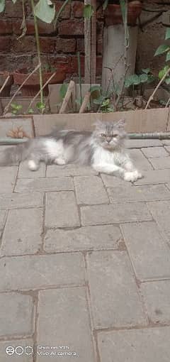 Persian cute male cat for sale
