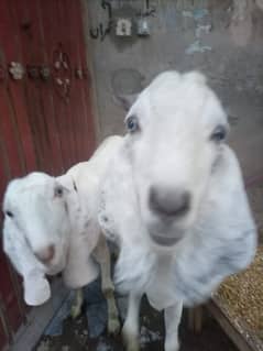 Desi Goats for sale