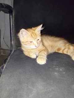 Cat Persian