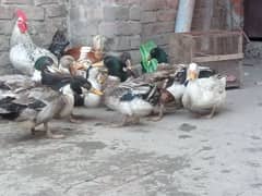 Duck for sale