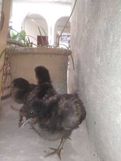 desi chicks for sale. . . . age 1 month