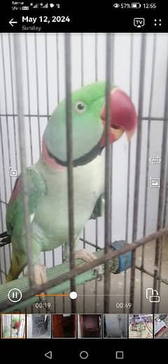 Kashmiri Talking Raw parrot looking for new Home