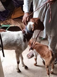 Female Goat for sale