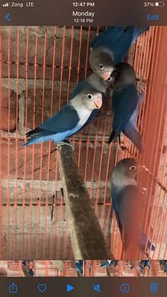 Love birds pathay and breeder pair for sale, contact 03077965568