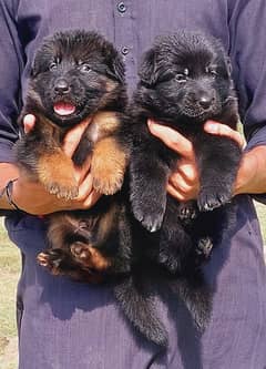 German Shepherd puppies | long coat puppies | age 45 days