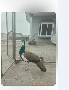 mor |peacock for sale male hai 1 saal ka hu gya hai jis ko chiye msg