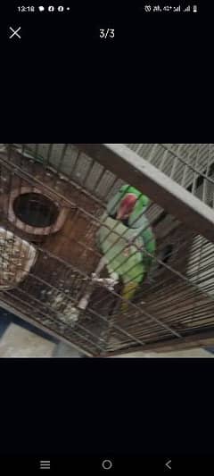 Green Parrot | Talking Parrot For Sale