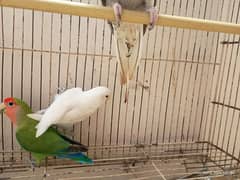 Albino , Love Birds , Cocktail , Australian Parrot bird