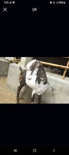 male Goat | Bakra | Mundra | khasi | available