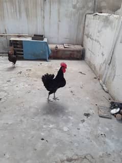 Australorp Male 8 Month Old, 1.5 KG weight