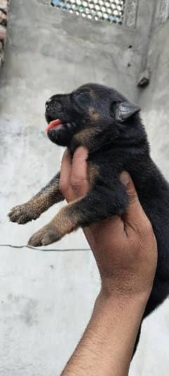 German Shepherd male puppy