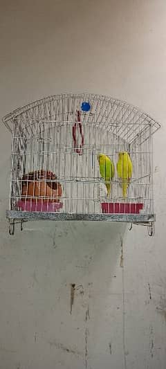1 pair parrot  and with cage