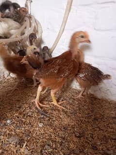 golden Misri chicks available for sale