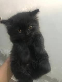 Pure persian kittens for sale pure quality healthy kittens