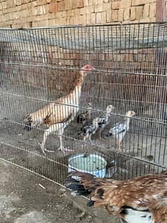 pure quality or aseel murgi with 5 chicks kurak murgi murgian sale