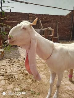 pure gulabi goat at for sale do dant