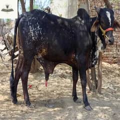 Wacha | cholistani bachra | cow | bull |Qurbani ka janwar for 2024
