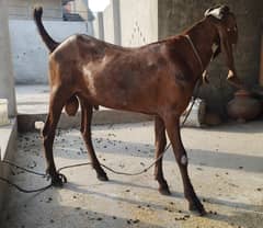 Healthy Bakra (Goat) for Qurbani - Affordable Price