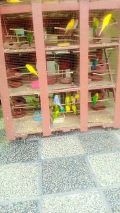 CAGE AND 8 pairs of PARROTS