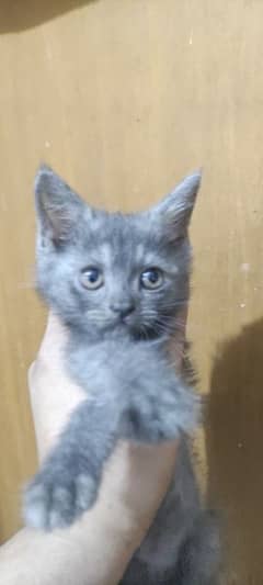 Short hair breed Cat and kitten for sale