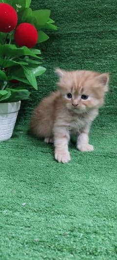 Persian kittens 2 male 1 female Age 1 month semi punch face. 18000 each