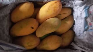Best quality mango
