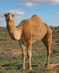 Original Arabian Camel