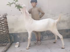 goats for Qurbani