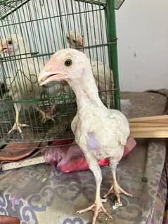 paper white heera chick 5 available Han
