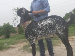 Beetal male goat 1 year agr