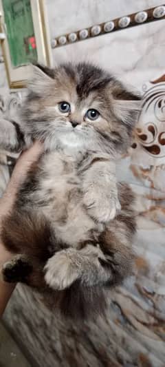 Persian tabby female kitten