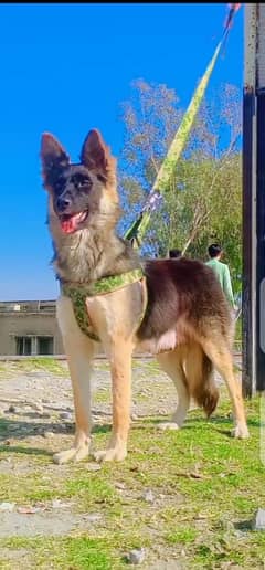 German Shepherd double cold me confirm breeder female 11 month for sal