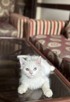 Beautiful train persian Cats for sale