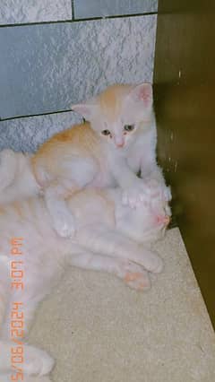 pure persian male and female kitten's  for sale each Kitten 3500