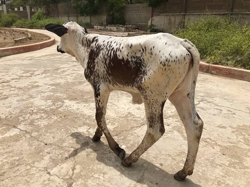 cow baby for sale urgent 0