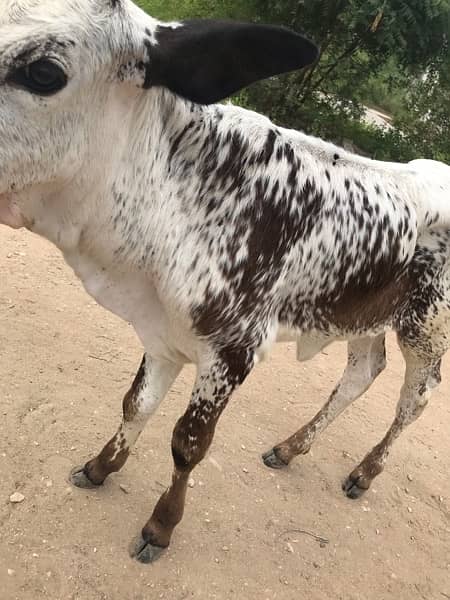 cow baby for sale urgent 2