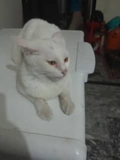 White Persian Mix Cat for Sale