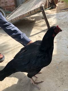 full black pure aseel mianwali hen ( female & chicks)