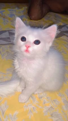 Doll face persian kitten