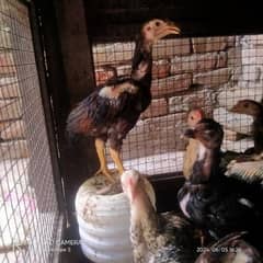 aseel chicks age 3 months 16 pcs