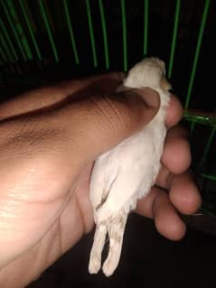 white finch male for sale