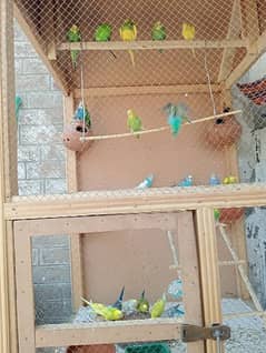 cage for sale with parrots