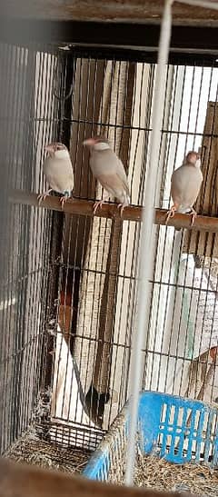 Fawn Java Birds pair in Karachi
