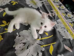 Pair of Persian kittens for Rs 2000 only