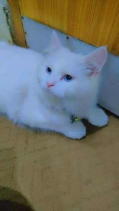 Triple coated blue eyes Persian male cat
