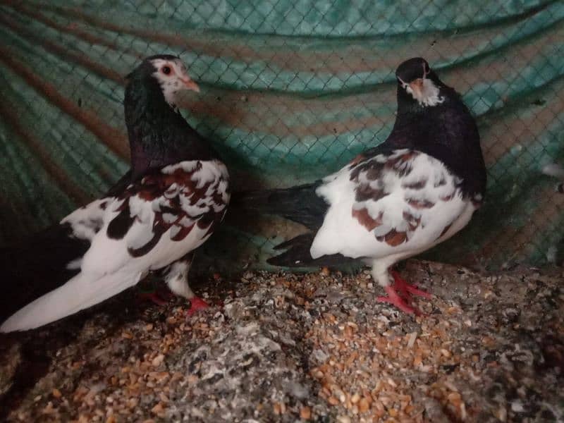 Black khaal Full breeder pair 0