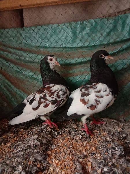 Black khaal Full breeder pair 1