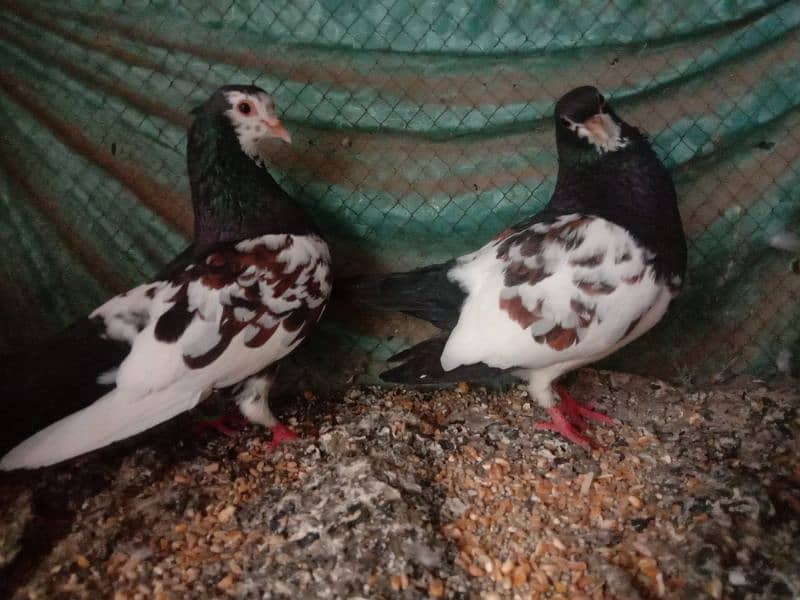 Black khaal Full breeder pair 2