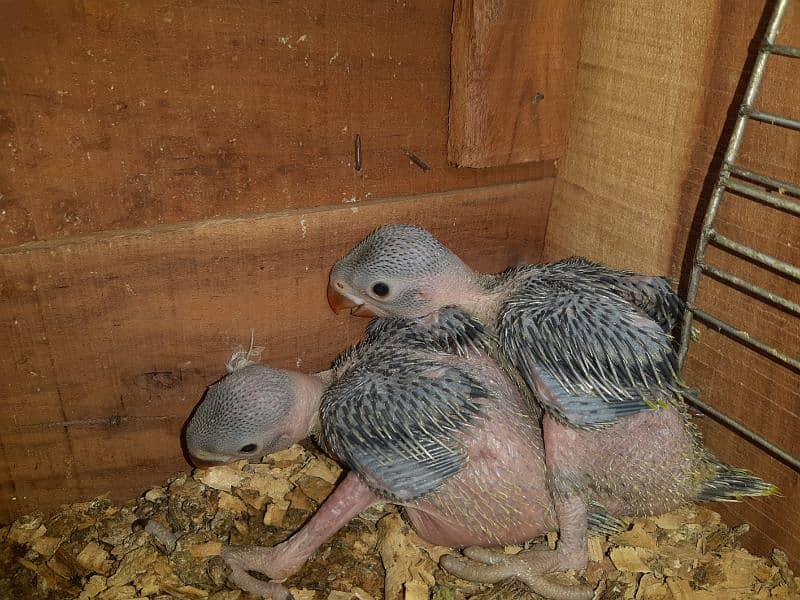 ring neck Chicks Home breed 2